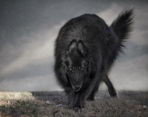 WolfCub in light and shadel.jpg